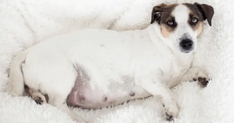 Capire la Gestazione negli Animali da Fattoria: Guida Completa per Allevatori