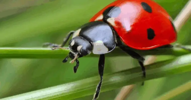 Insetti utili in agricoltura: guida completa per valorizzare impollinatori e predatori naturali