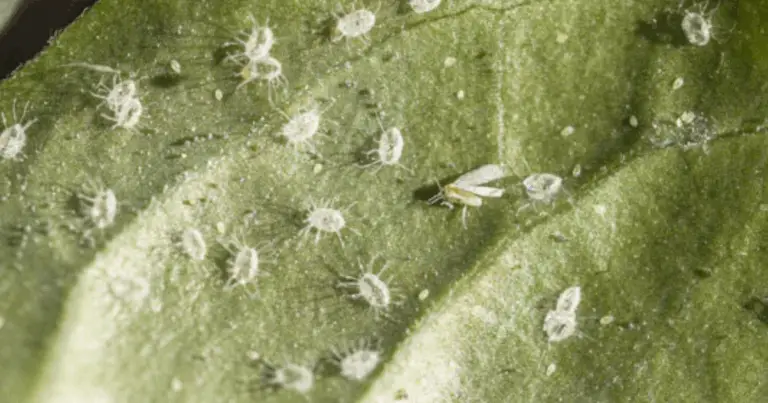 Difendere l’orto dai parassiti: guida completa per interventi mirati e responsabili