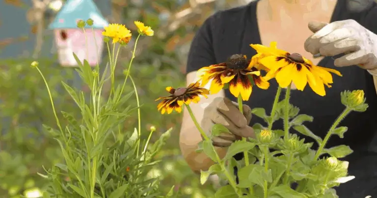 Fioriture continue: le perenni da piantare in agosto che tornano ogni anno