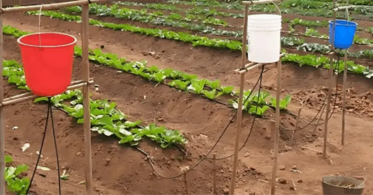 Irrigare risparmiando: il potere del secchio Chapin in agricoltura sostenibile