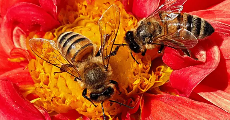 Il giardino vivente: guida completa alla biodiversità invisibile