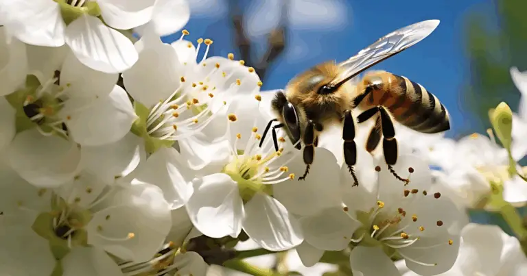Api sociali e solitarie: guida completa alla biodiversità dei pronubi
