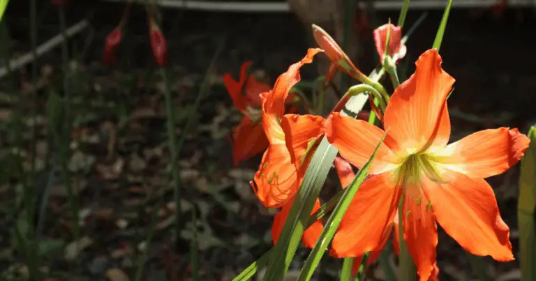Poda Perfetta: Quando la Luna Miglioraria le Tue Potature 🌙