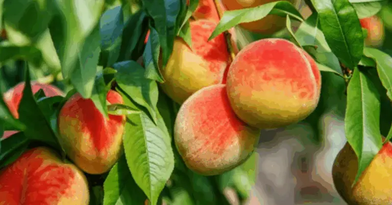 Pota il Tuo Pesco come un Professionista e Ottieni Frutti Succosi 🍑