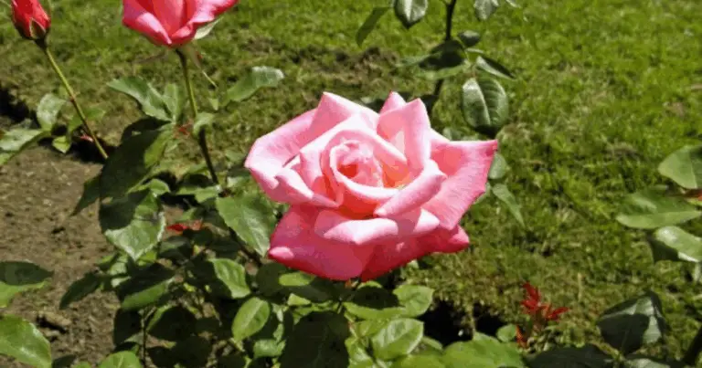 Propaga le Tue Rose da Talea: Guida Completa per un Giardino Fiorito 🌹