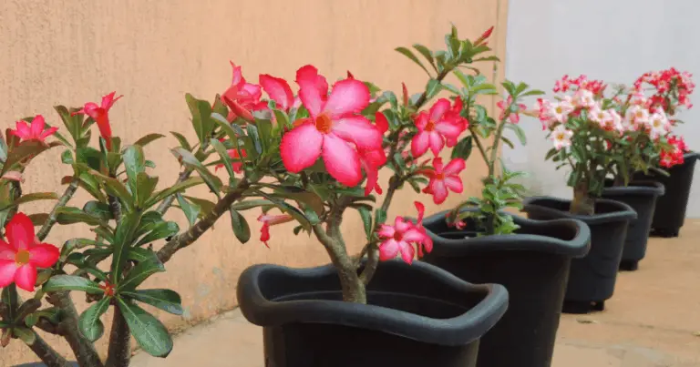 Orto in Mezza Ombra: 16 Verdure Perfette per Spazi con Poca Luce 🌿