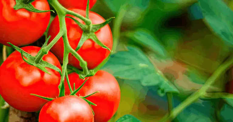 Difendi il Tuo Pomodoro: Le Malattie più Comuni e Come Trattarle 🌱