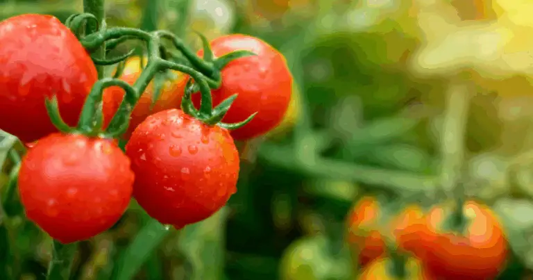Conosci le Varietà di Pomodoro e Scegli Quella Giusta per le Tue Ricette 🍅