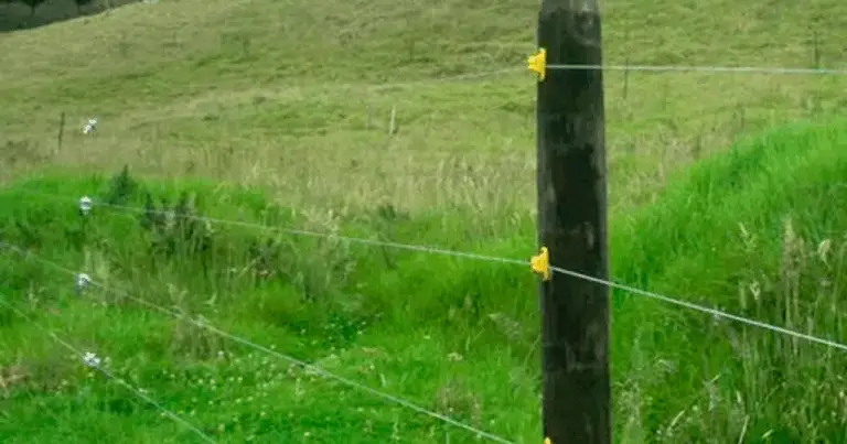 Diserbo Fai‑da‑Te: Spray Economico con Aceto, Sale e Sapone 💧