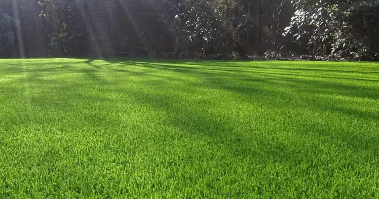 Più Verde in Città: Raffreddare l’Ambiente con Soluzioni Naturali 🌿
