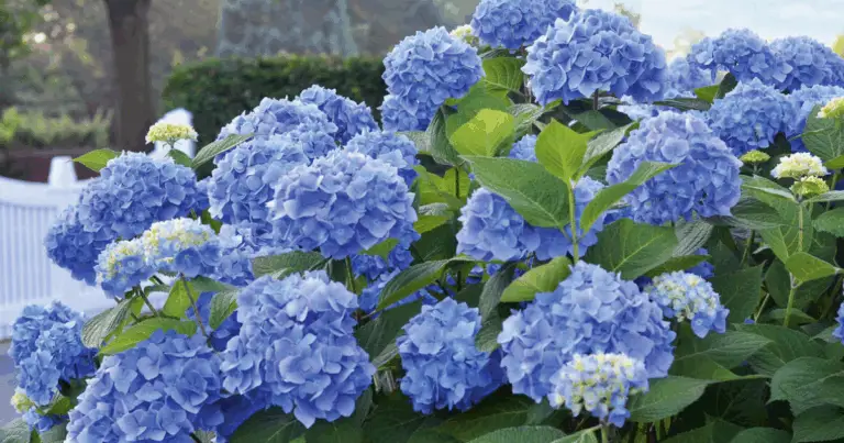 Ortensie in Fiore: Potatura Perfetta per Fiori in Abbondanza 🌸