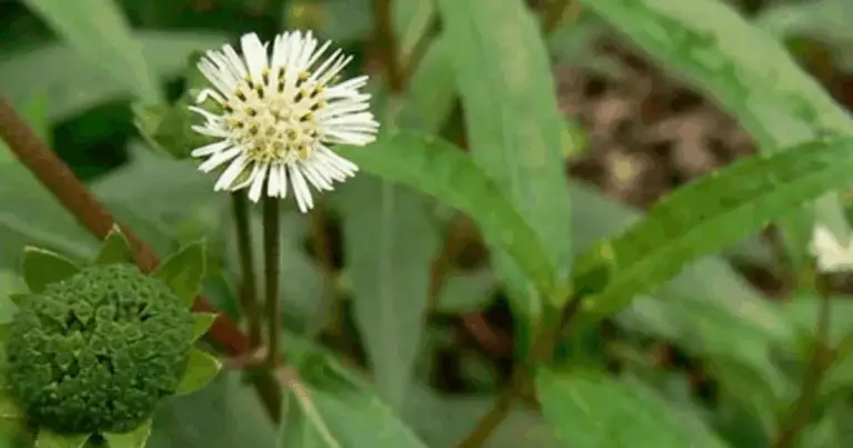 Tonico Botanico per Capelli Forti e Sopracciglia Definite 🌿✨
