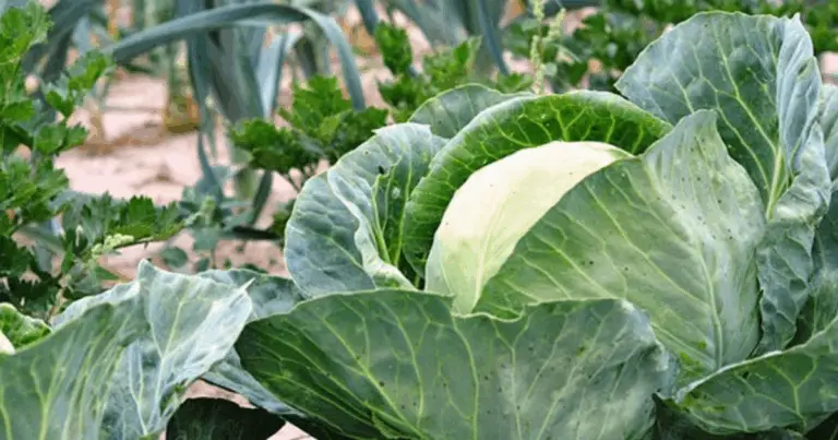 Orto in Mezza‑Ombra: 16 Verdure Perfette per Zone con Poca Luce 🌱