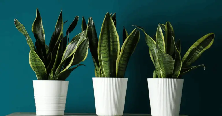 Cura Facile della Sansevieria: Guida Completa per una Pianta Rigogliosa