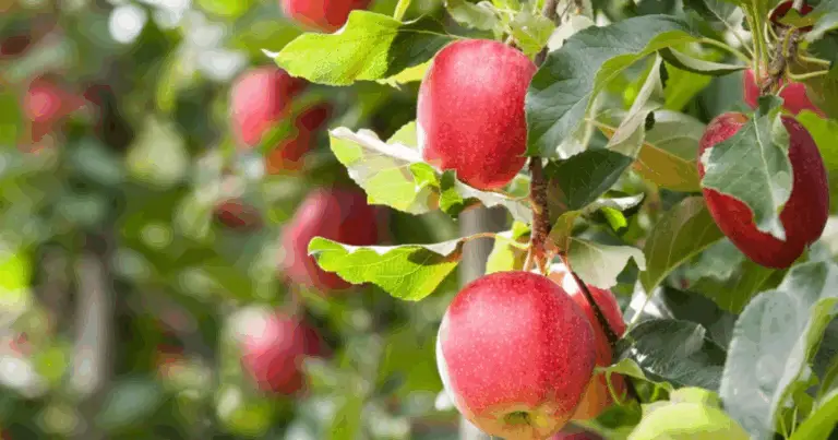 🌳 Come Moltiplicare gli Alberi da Frutto da Talea: Guida Completa per Giardinieri e Appassionati