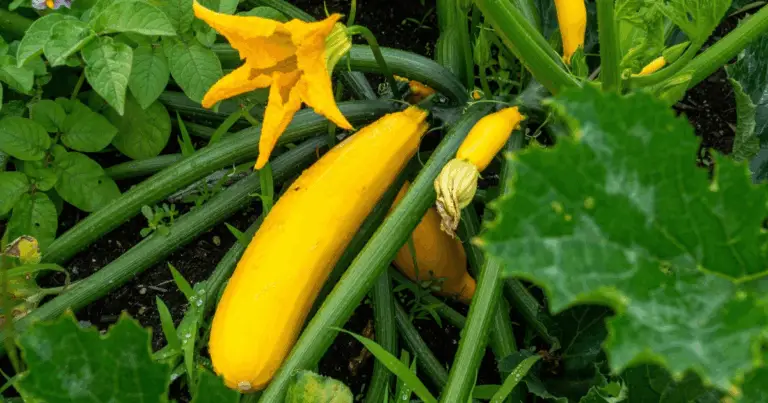 🌞 Coltivare Intelligente al Caldo: 9 Verdure Resistenti alla Siccità per l’Estate