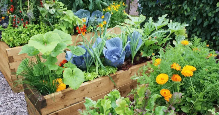 🌱 9 Ortaggi Ideali per la Coltivazione in Letti Rialzati con Compagnia