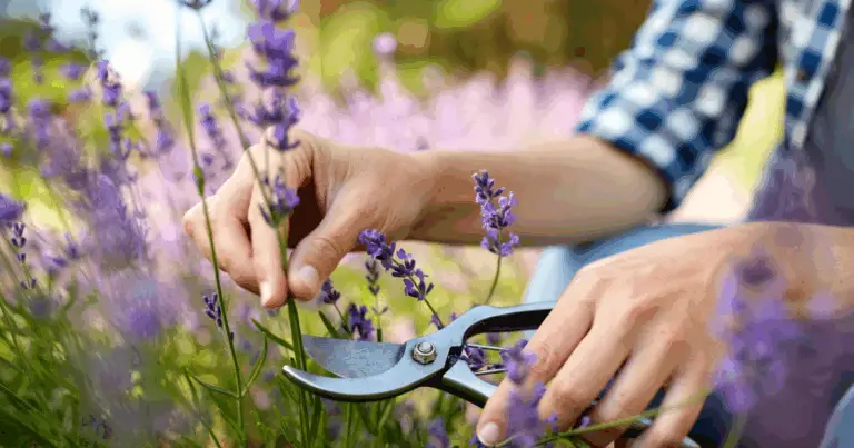 🌿 Guida Completa alla Potatura della Lavanda: Come Mantenere le Tue Piante Sane e Fiorite