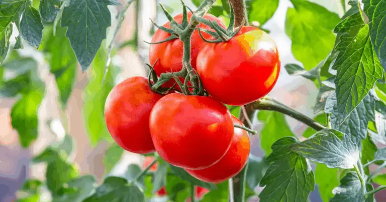 🍅 Pomodori: Scegli la Varietà Giusta per la Tua Salute