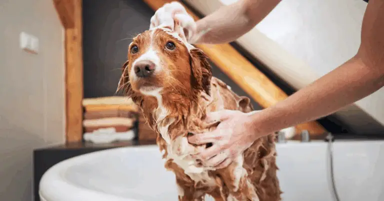 🐾 Come Eliminare le Pulci da Cane e Gatto con Rimedi Naturali Sicuri e Efficaci