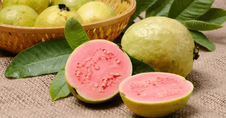 🌿 Guava: Guida Completa alla Coltivazione in Italia