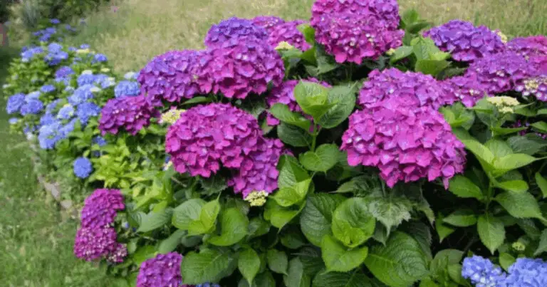 🌸 Come Cambiare il Colore delle Ortensie in Modo Naturale: Guida Completa