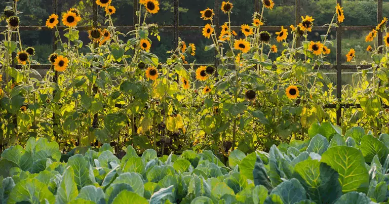 🌿 Guida Completa: Cosa Piantare nell’Orto a Agosto per un Raccolto Autunnale e Invernale