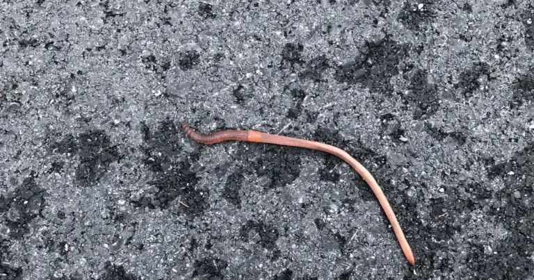 🪱 Lombrichi: Gli Eroi Invisibili del Tuo Orto