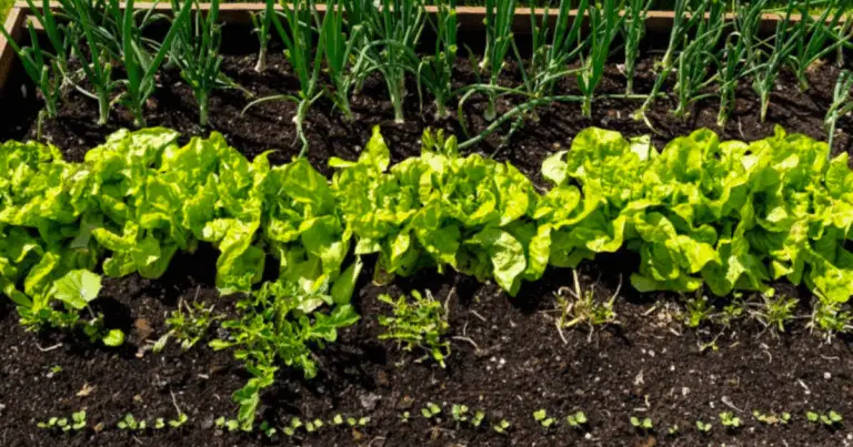 🌱 Cosa Piantare nell’Orto ad Agosto: Guida Completa per una Raccolta Autunnale Abbondante