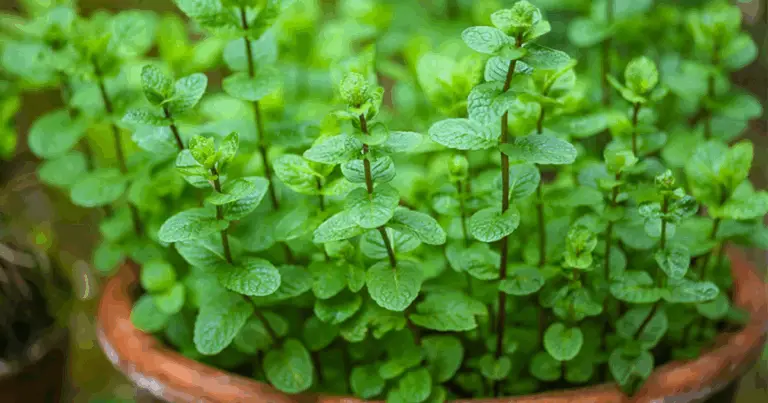 Coltivare la Menta in Bottiglie di Plastica Sospese: Guida Completa per un Raccolto Fresco Tutto l’Anno