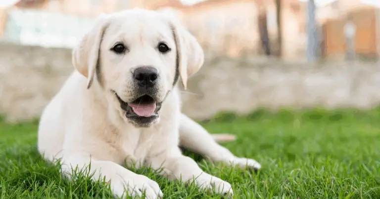 Sport e Somiglianze: Razze di Cani Popolari e I Loro Mix Assomiglianti