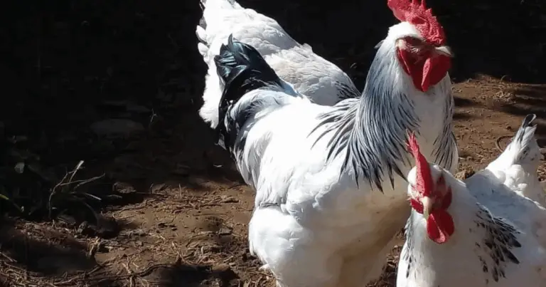 Galline dalle uova incredibili: 9 razze affascinanti per un pollaio colorato e sorprendente