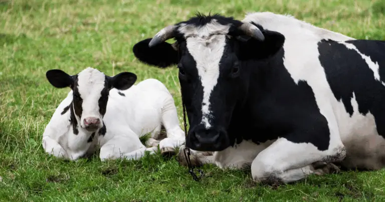 Quanto Vivono gli Animali da Fattoria? Guida Completa alla Longevità e al Benessere