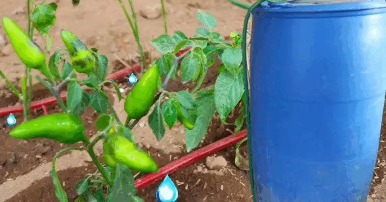Irrigazione Smart: Il Balde Chapin che Rivoluziona l’Agricoltura Autonoma