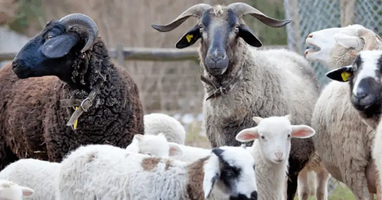 Scopri Pecore RARE: Razze Ovine Affascinanti e Pochissimo Conosciute