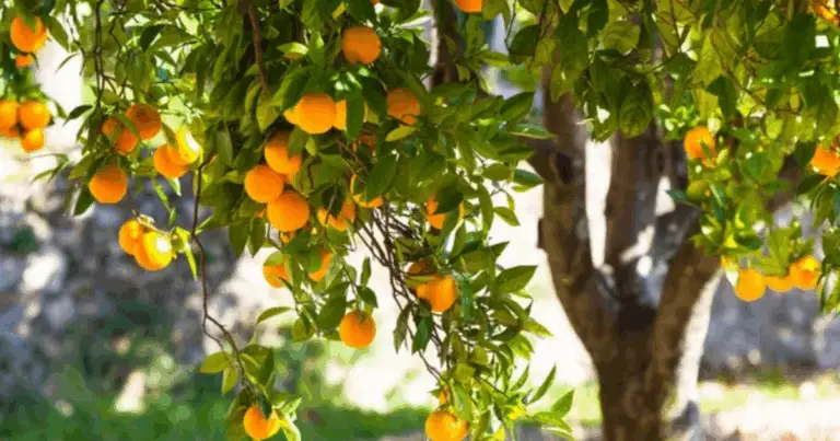 Coltiva il tuo frutteto dai rametti: guida completa alla propagazione per talea