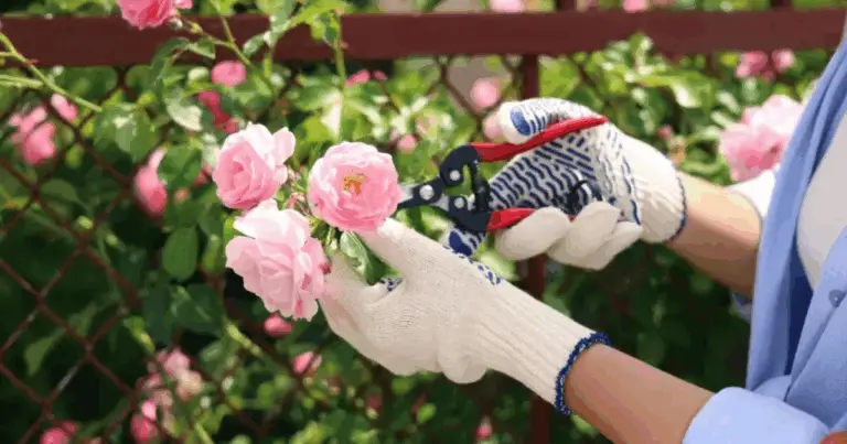 Taglia come un Professionista: Potatura Perfetta delle Rose in Primavera