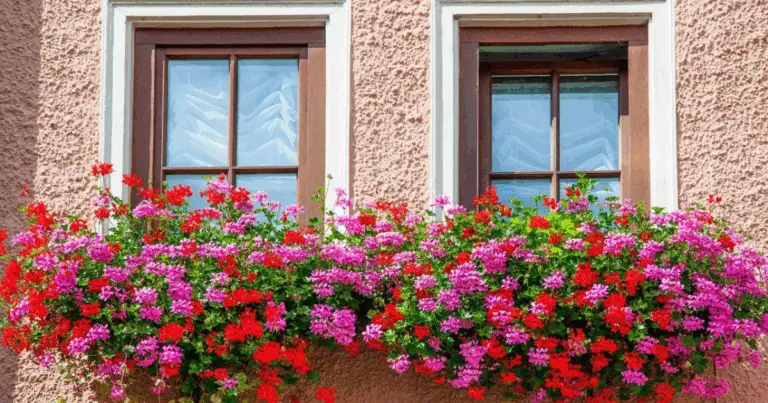 9 combinazioni di piante per cassette da finestra: colore e bellezza per tutta la stagione