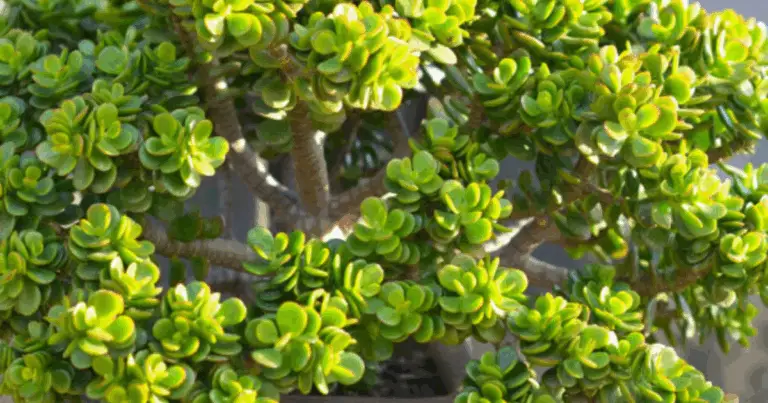 Crassula ovata, l’albero di giada da non spostare mai: guida completa e originale