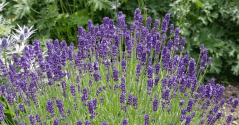 Lavanda in vaso: 11 consigli da esperti per fioriture profumate e rigogliose