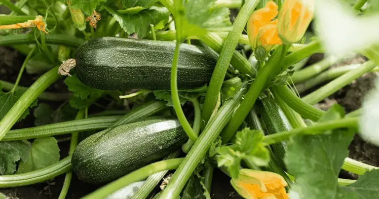 🌱 Coltivare Zucchine in Casa: Guida Completa Passo-Passo