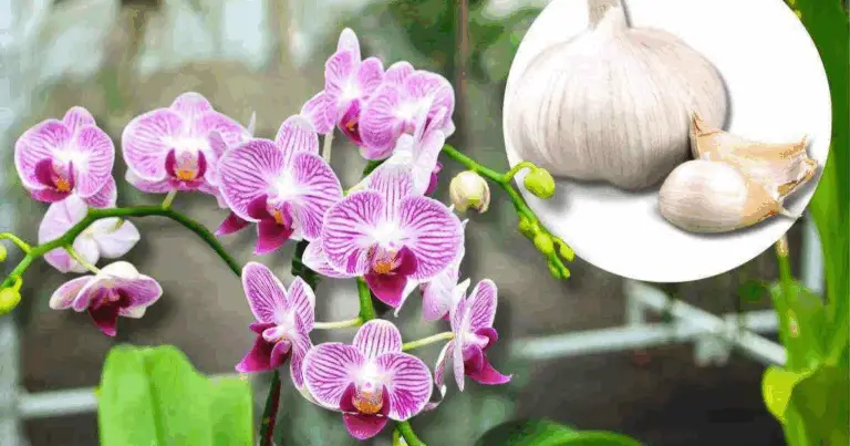 Orchidea in fiore tutto l’anno? Il trucco dell’acqua d’aglio che sorprende