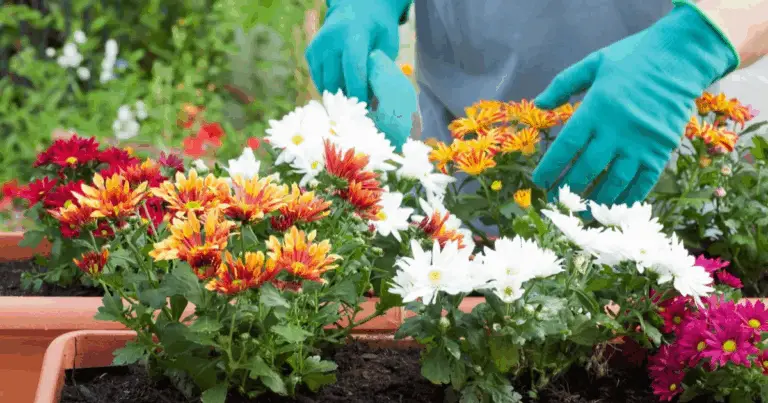 Calendario di Semina: Cosa Piantare da Agosto a Settembre 🌱