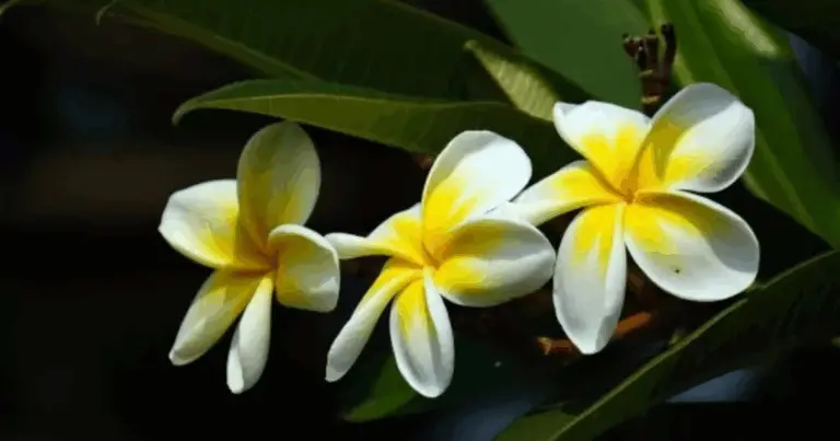 15 Fiori da Lasciare a Semina: Vita, Bellezza Invernale e Natura nella Tua Natura