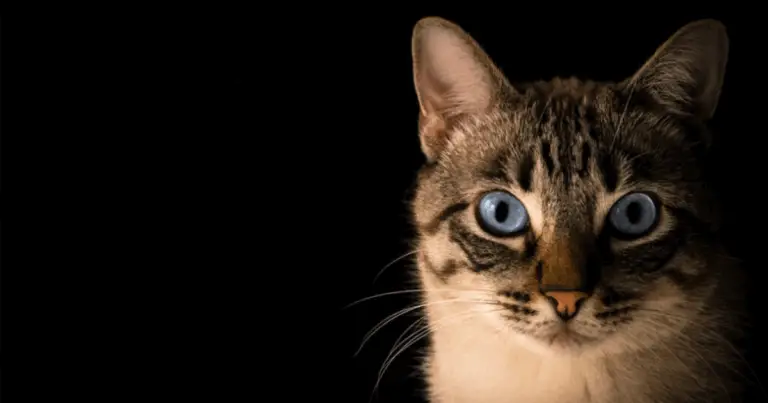 Guida (Semi-Seria) per Sopravvivere a Incontri con Animali Selvatici