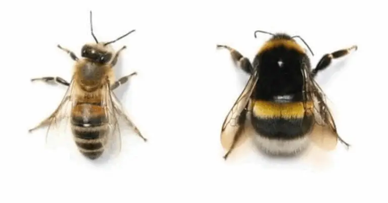 Conosci le tue “buzzers”: guida pratica a api, vespe e calabroni