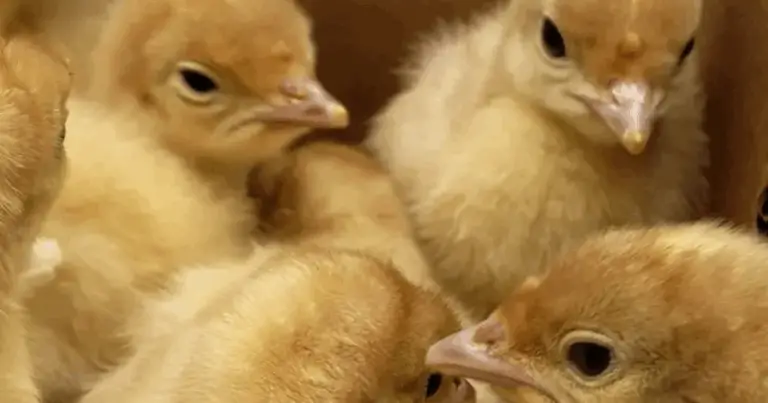 Tempi di Incubazione delle Uova: Guida Completa per Ogni Specie di Pollame e Altri Volatili