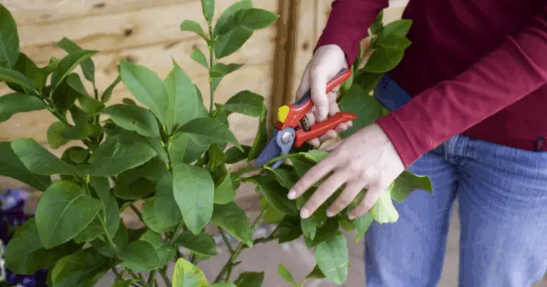 Moltiplica il tuo limone da talea: guida completa, errori da evitare e consigli stagionali