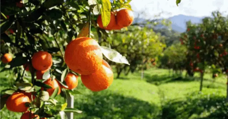 Alberi e arbusti che producono frutti in soli 2 anni: guida completa per raccolti veloci
